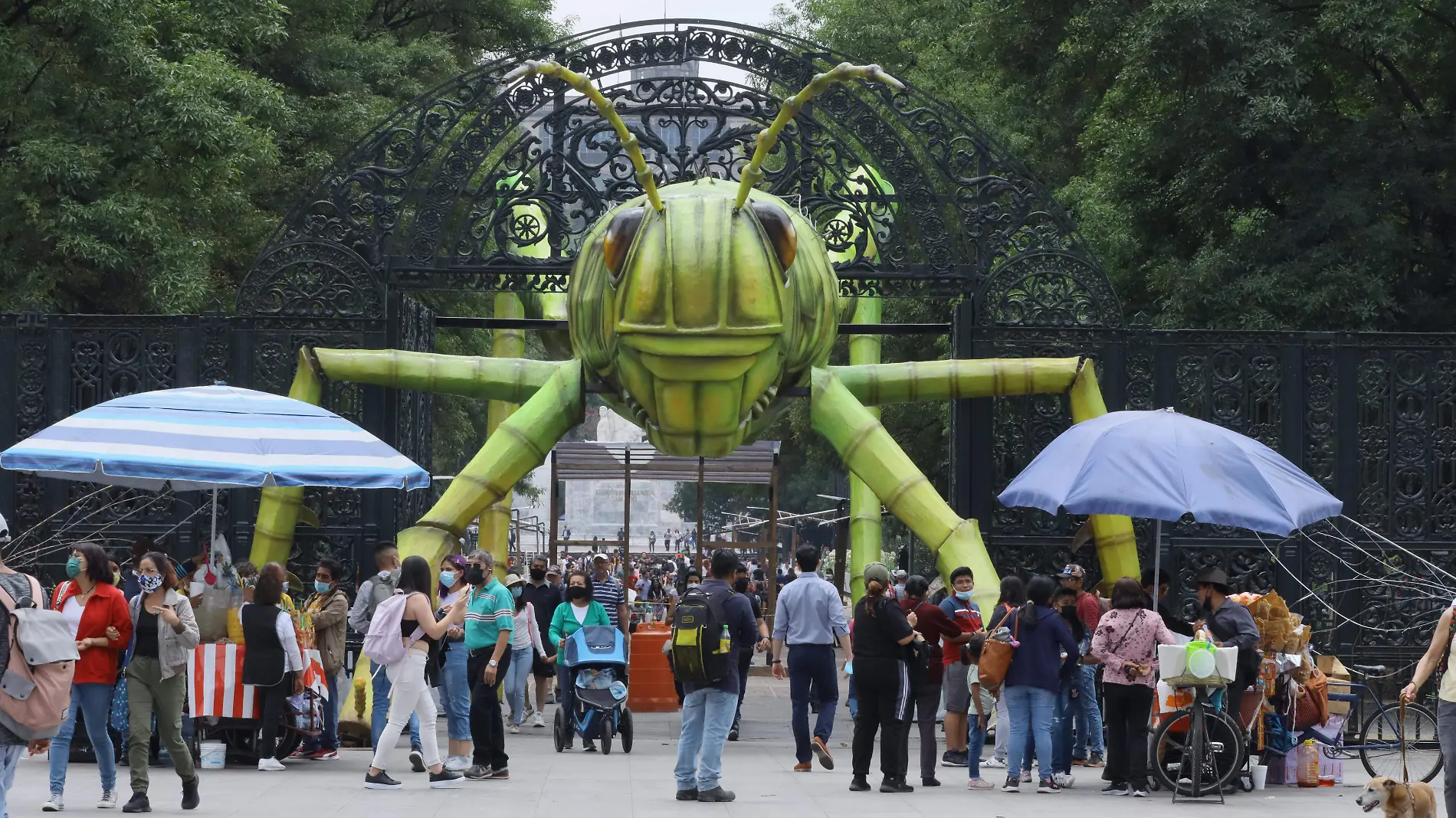 EXPOSICIÓN DE INSECTOS EN EL BOSQUE DE CHAPULTEPEC-4